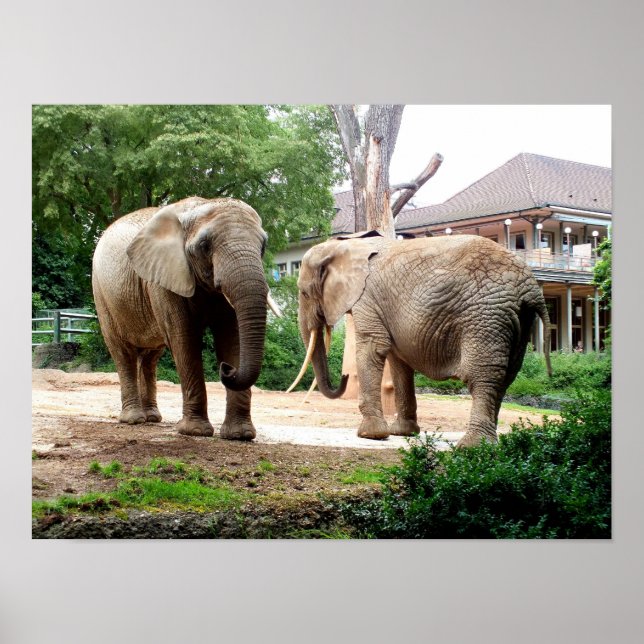 Affiche Deux éléphants d'Afrique (Devant)