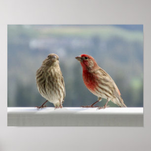 Affiche Deux Finches Flirtent.