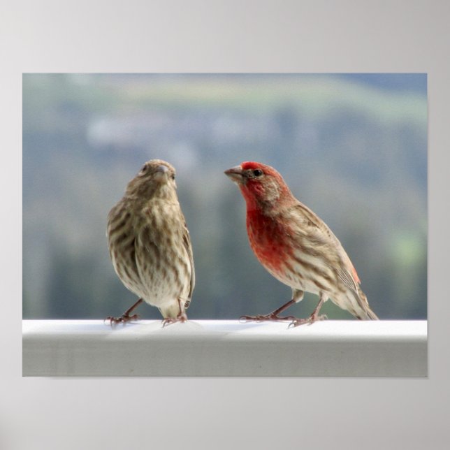 Affiche Deux Finches Flirtent. (Devant)