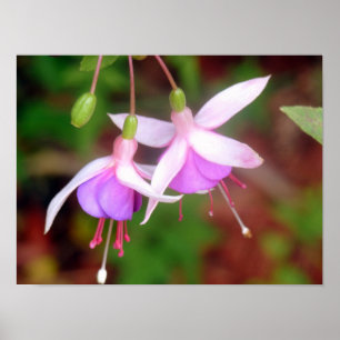 Affiche Deux Fleurs Fuschia
