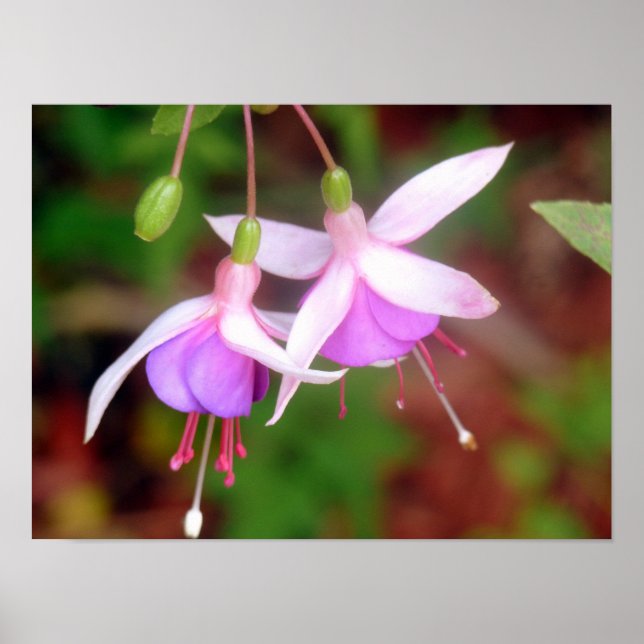 Affiche Deux Fleurs Fuschia (Devant)