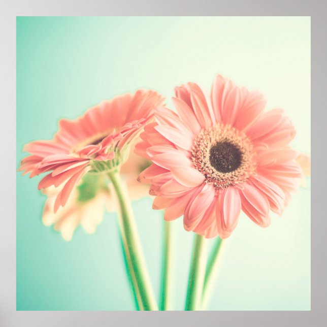 Affiche Deux fleurs rose (Devant)