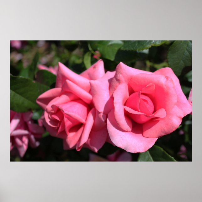 Affiche deux fleurs roses roses chaudes. (Devant)