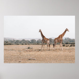 AFFICHE DEUX GIRAFFES