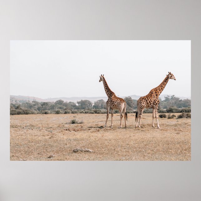 AFFICHE DEUX GIRAFFES (Devant)