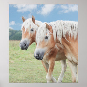 Affiche Deux Haflinger