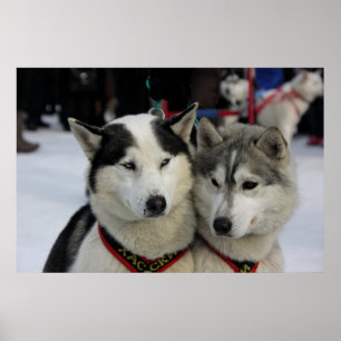 Affiche Deux Husky Photoshop Sled Dog