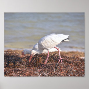 Affiche Deux Ibis blancs, Floride