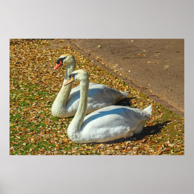 Affiche Deux jeunes cygnes au soleil d'automne (Devant)