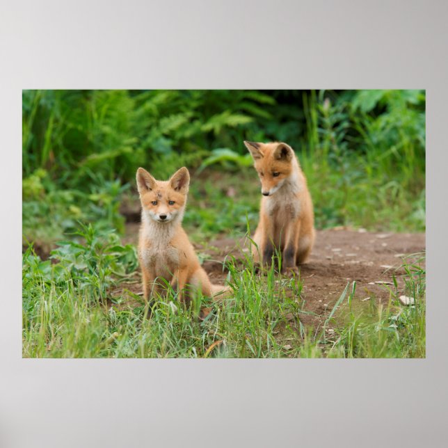 Affiche Deux jeunes renards rouges dans la nature (Devant)