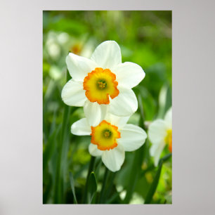 Affiche Deux jonquilles blanches