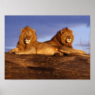 Affiche Deux Lions Mâles