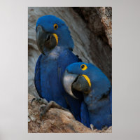 Deux Macaws Hyacinth, Brésil