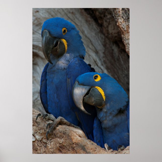 Affiche Deux Macaws Hyacinth, Brésil (Devant)