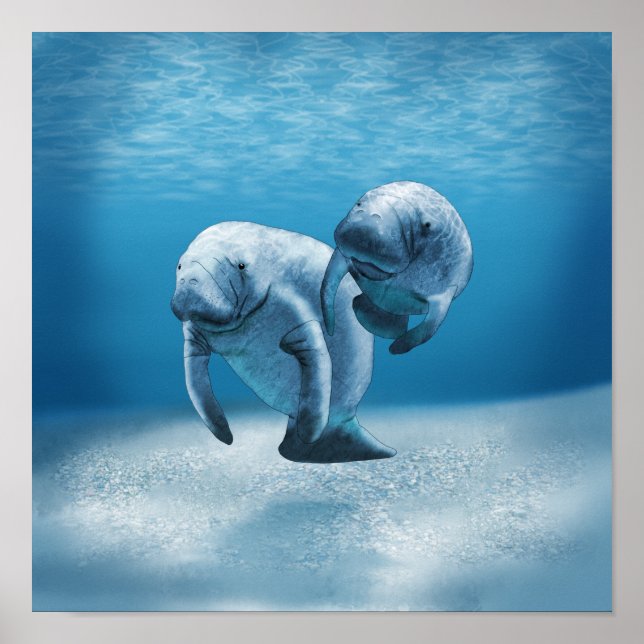 Affiche Deux Manatees (Devant)