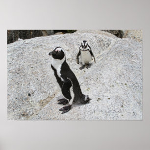 Affiche Deux manchots africains, Boulders Beach, Afrique d