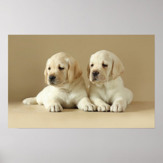Affiche Deux Marionnettes Golden Labrador (Devant)