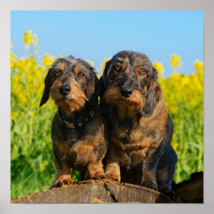 Affiche Deux mignons Chiens Dachshund Dackel Head Portrait