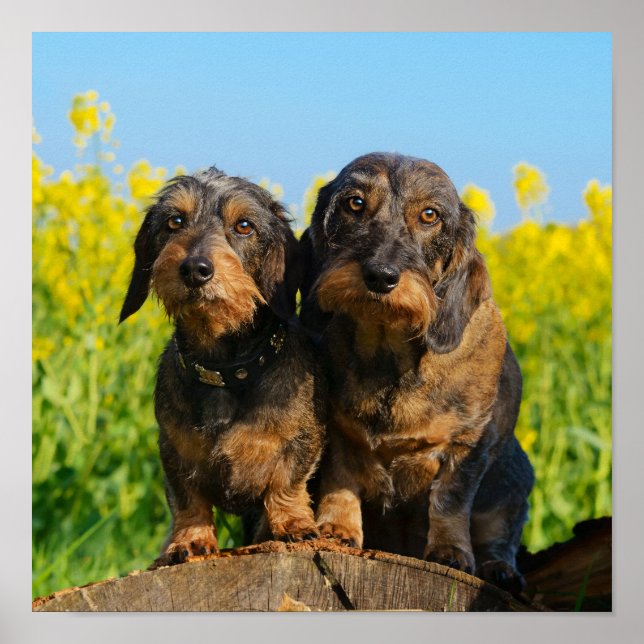 Affiche Deux mignons Chiens Dachshund Dackel Head Portrait (Devant)