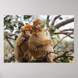 Affiche Deux Mignons singes