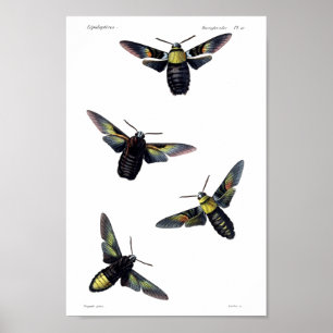Affiche Deux mites