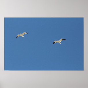 Affiche Deux Oiseaux De Mouette Volant Ciel Bleu Clair