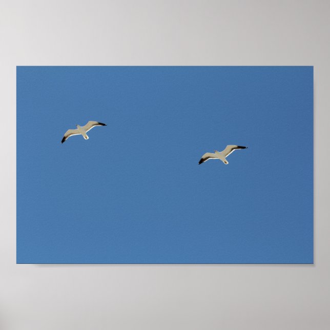Affiche Deux Oiseaux De Mouette Volant Ciel Bleu Clair (Devant)