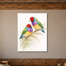 Deux oiseaux diamants de Gould colorés