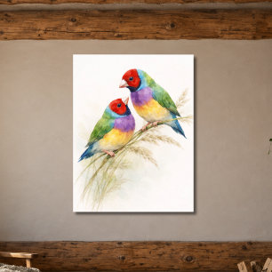 Affiche Deux oiseaux diamants de Gould colorés
