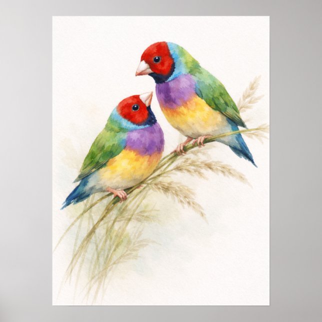 Affiche Deux oiseaux diamants de Gould colorés (Devant)