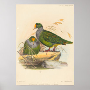 Affiche Deux oiseaux (Ptilonopus Auranthfrons) par Joseph