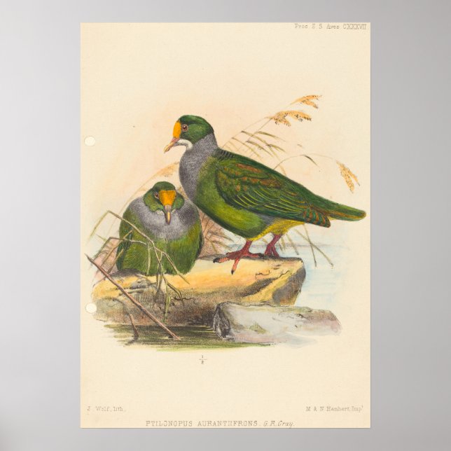 Affiche Deux oiseaux (Ptilonopus Auranthfrons) par Joseph  (Devant)