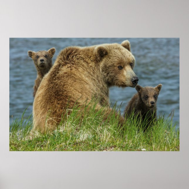 Affiche Deux oursons bruns avec leur mère près de l'eau (Devant)