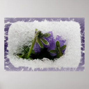 Affiche Deux pensées violettes