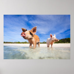 Affiche Deux petits porcelets