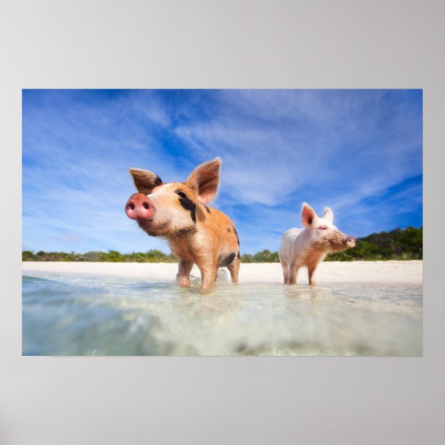 Affiche Deux petits porcelets (Devant)