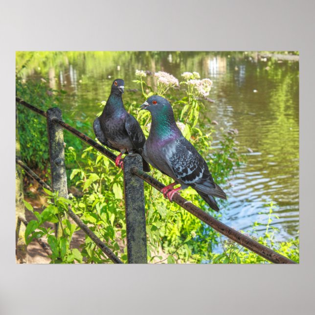 Affiche Deux pigeons. Lac Roath Park, Cardiff, Pays de Gal (Devant)
