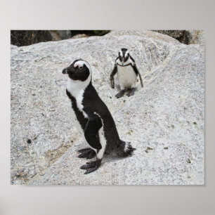 Affiche Deux pingouins africains, Boulders Beach, Afrique 