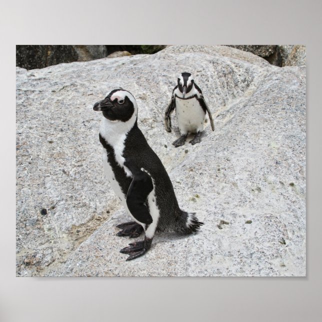 Affiche Deux pingouins africains, Boulders Beach, Afrique  (Devant)