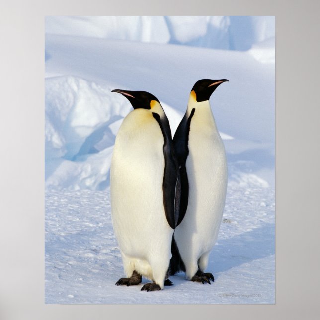Affiche Deux pingouins empereurs en Antarctique (Devant)
