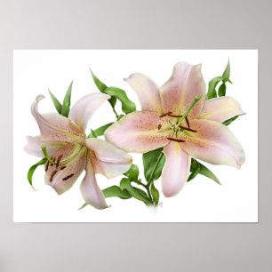 Affiche Deux Pink Liliers Art original Imprimer