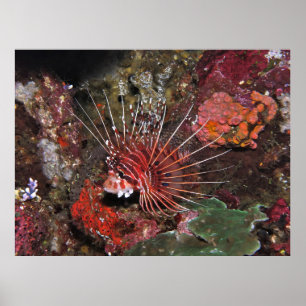 Affiche Deux Poissons Liquides