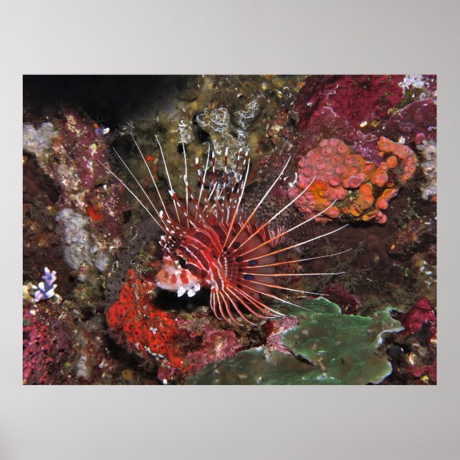 Affiche Deux Poissons Liquides (Devant)