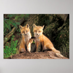 Affiche Deux renardeaux rouges devant leur tanière