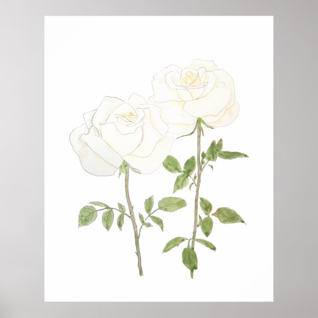 Affiche deux rose blanche encre et aquarelle 2023 (Devant)