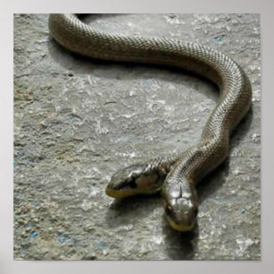 Affiche Deux Serpent À Tête