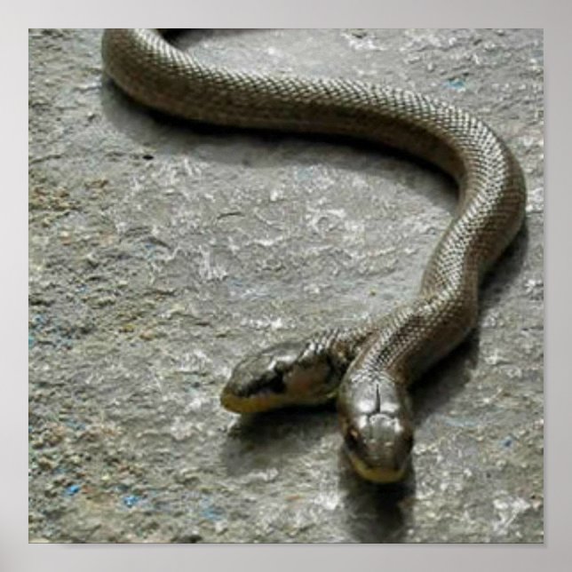 Affiche Deux Serpent À Tête (Devant)