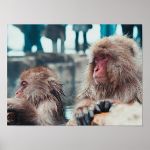Affiche Deux singes de la neige à Nagano, Japon