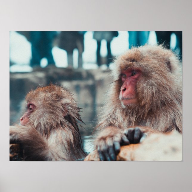 Affiche Deux singes de la neige à Nagano, Japon (Devant)