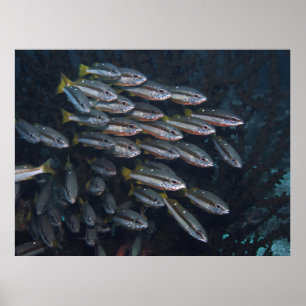 Affiche Deux Snappers Spot